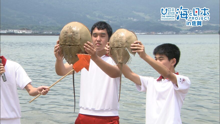 カブトガニの産卵を観る会