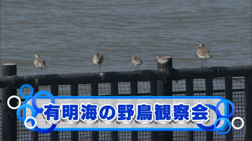 有明海の野鳥観察会