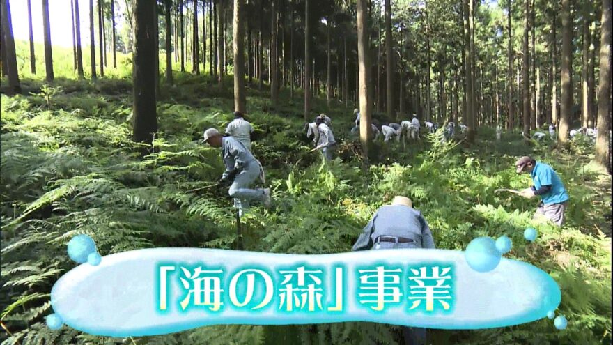 「海の森」事業