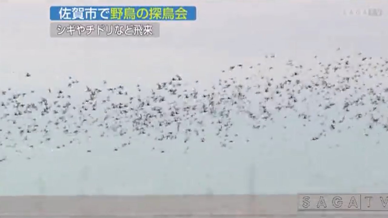 佐賀野鳥の会が探鳥会を開催 | 海と日本PROJECT in 佐賀